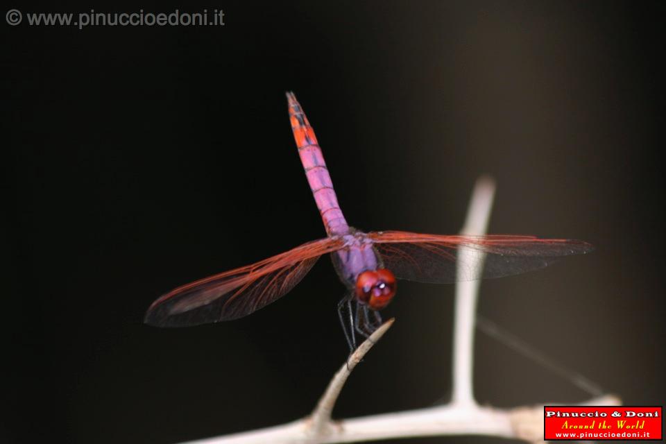 Ethiopia - Mago National Park - 14 - Libelula.jpg